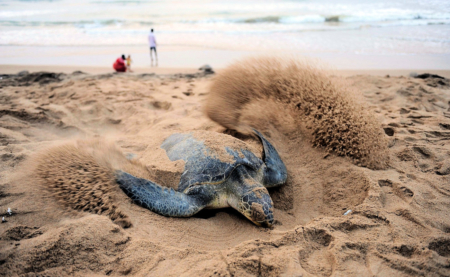 A Popular Best Beach The Loggerhead Sea Turtles Coming Ashore